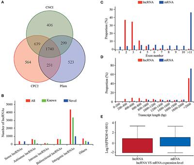 Comprehensive Analysis of Long Non-coding RNA and mRNA Transcriptomes Related to Hypoxia Adaptation in Tibetan Sheep